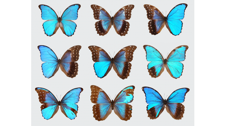 butterfly collection xxx Gay weekend disney june